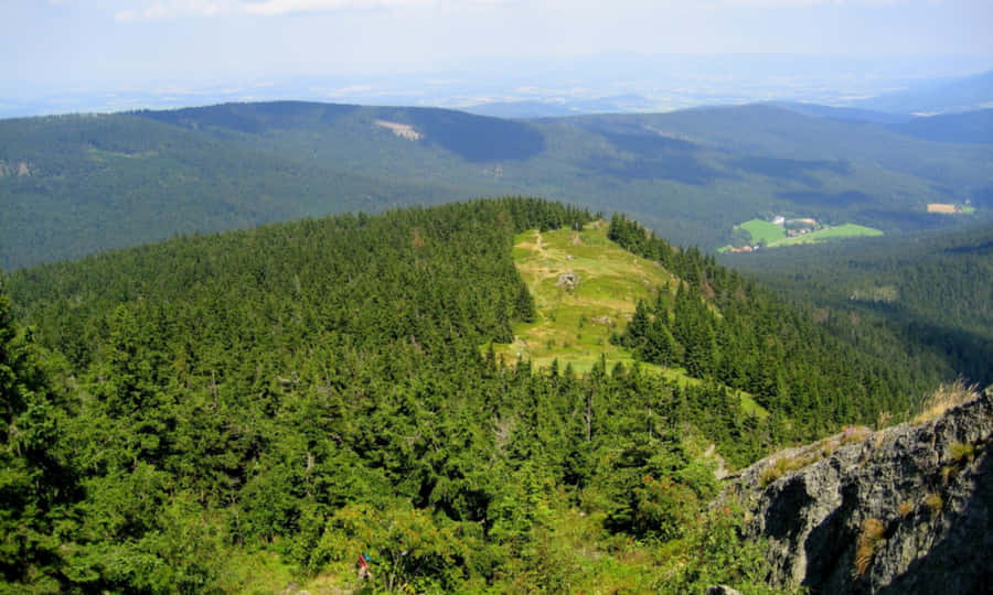 Dieperfekte Schattierung von Grün in der Natur