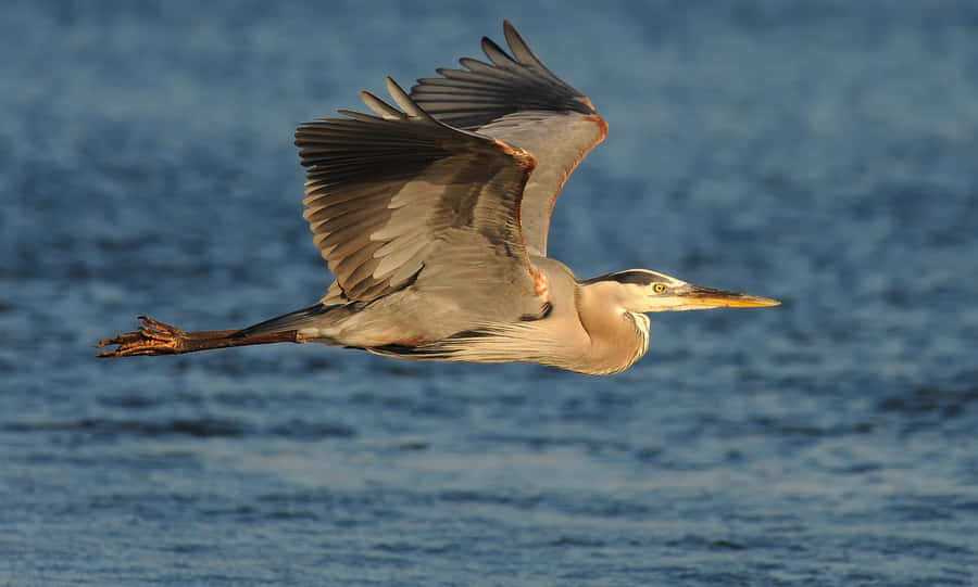 Großer blauer Reiher im Flug