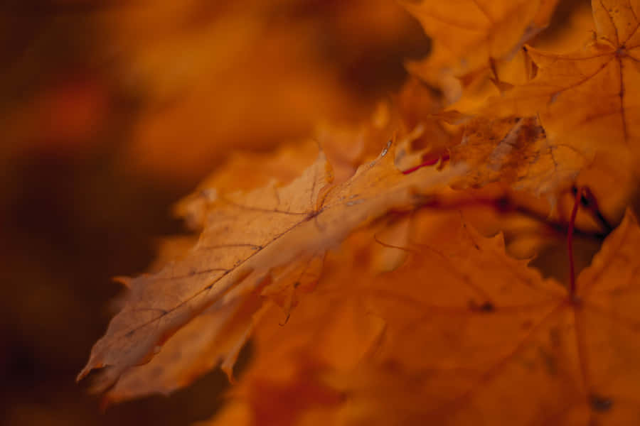 Fall Background