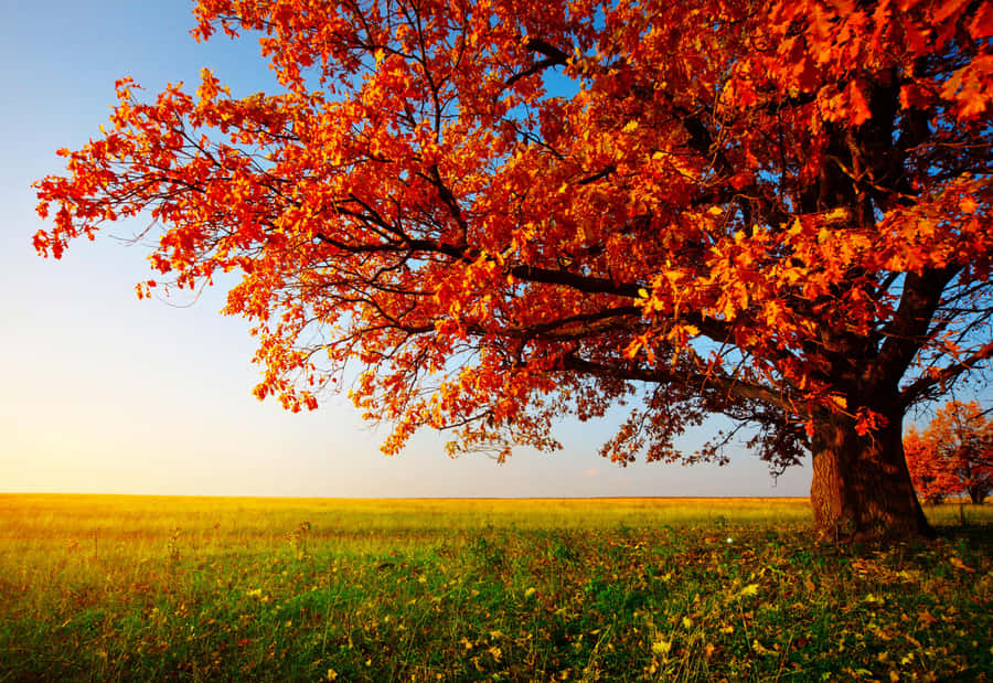 Fall Computer Background