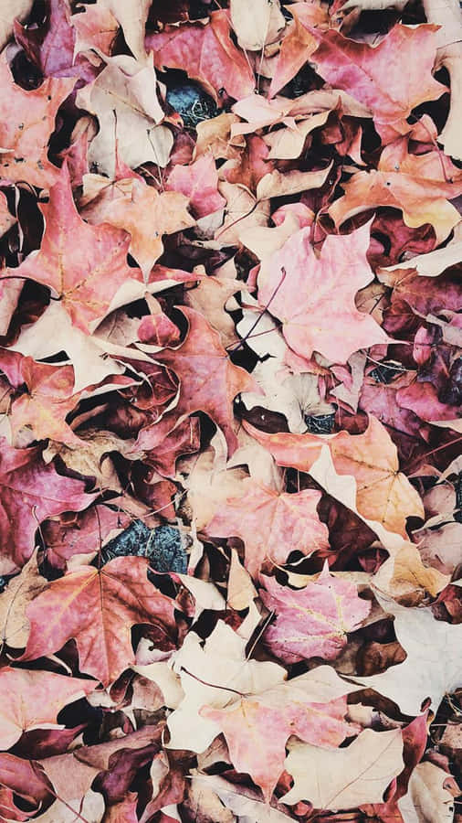 Fall Iphone background