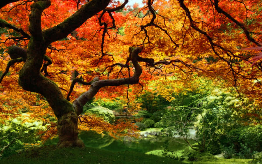 Fall Leaf Background