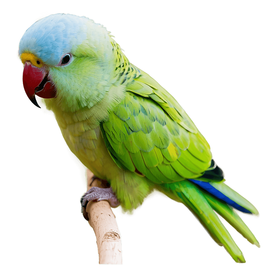 Playful Parakeet PNG 20