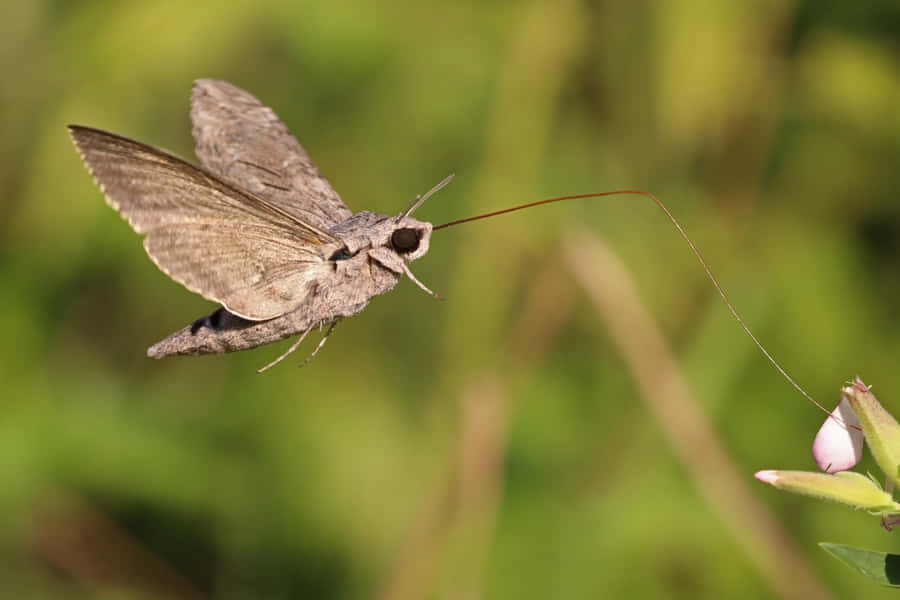 Sphinx-Motte im Flug