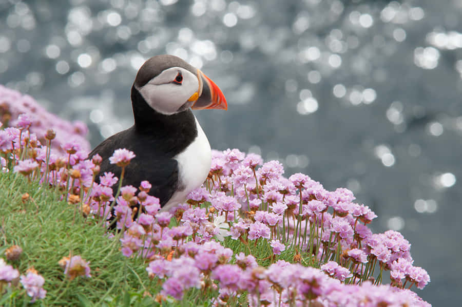 Puffin em Meio a Flores Roxas à Beira do Oceano.jpg