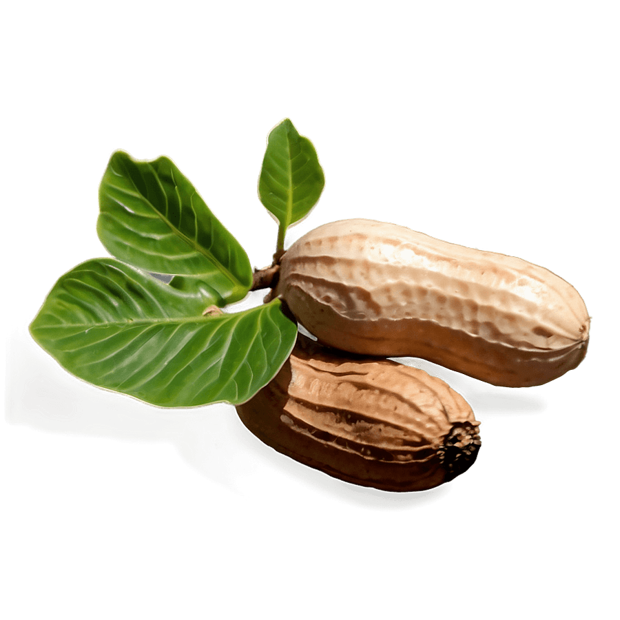 Peanuts Plant PNG wrm39