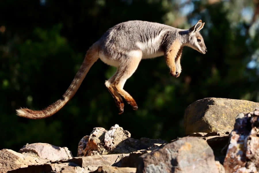 Wallaby di Roccia con Piedi Gialli che Salta
