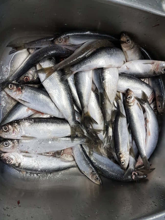 Captura Fresca de Arenque do Pacífico
