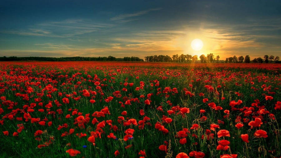 Tramonto Sul Campo Della Rosa Estetica