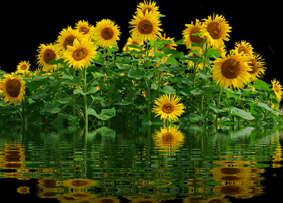 Vibrant_ Sunflowers_ Reflection_ Water
