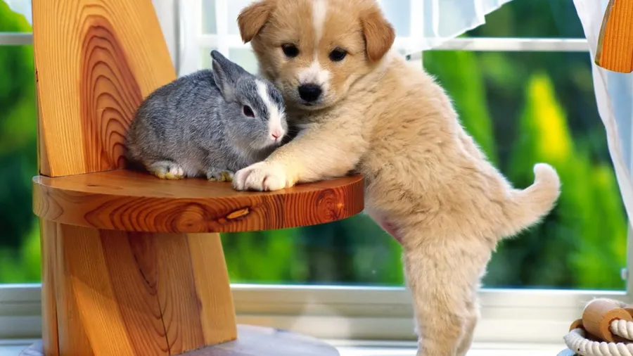 Pet background