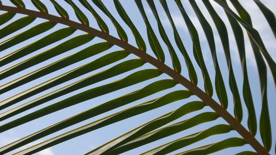 Palm Leaf Close Up