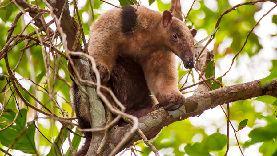 Tamandua på Trädgrenar