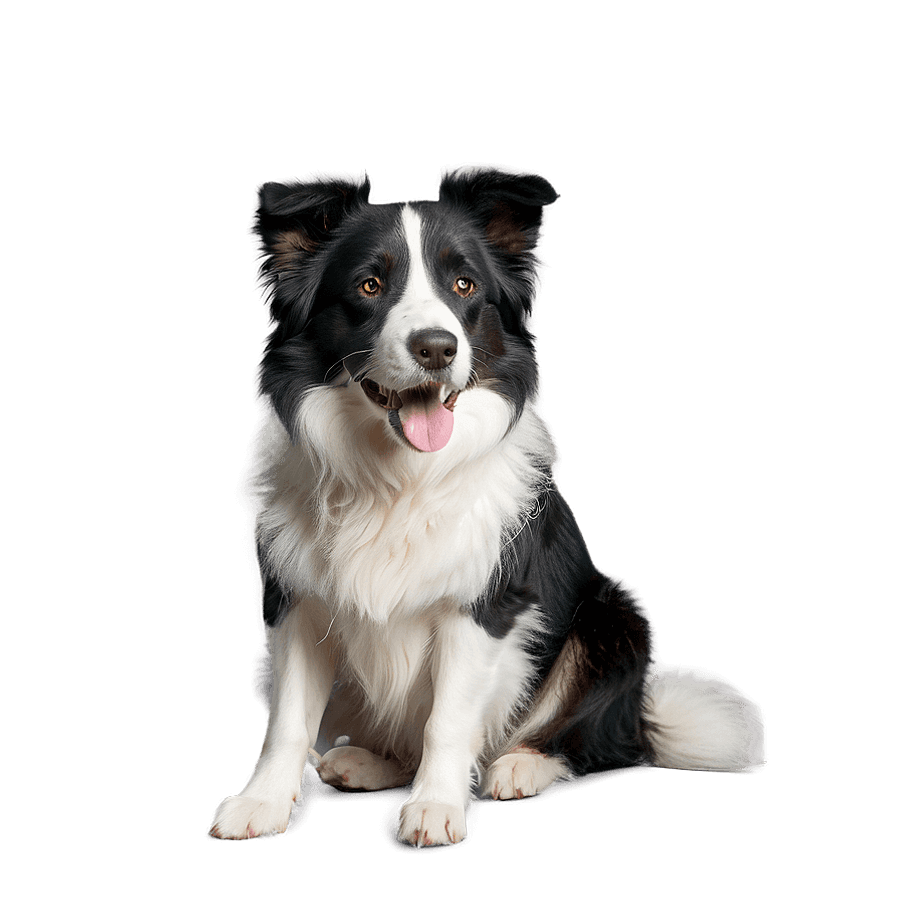 Fluffy Border Collie PNG 70