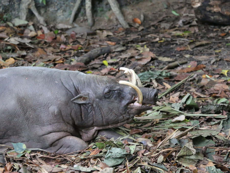 Babirusa ruht auf dem Waldboden