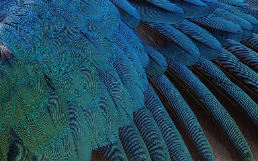 Feather Background