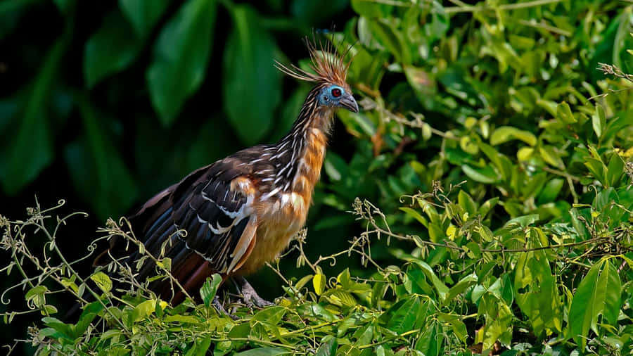 Habitat do Hoatzin