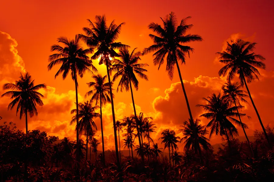 Tropical Background