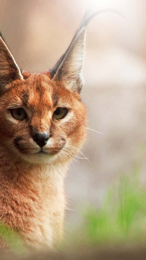 Caracal Nærbillede Portræt