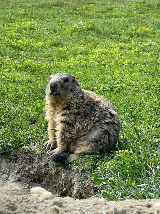 Aufmerksamer Murmeltier bei Bau