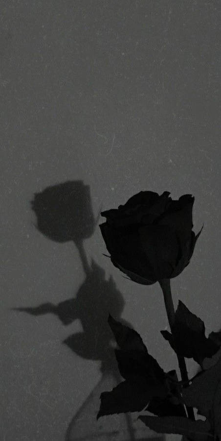 Sort Rose Iphone