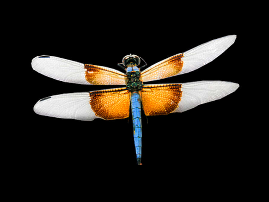 Blue Dragonfly Black Background