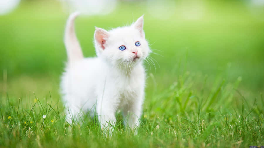 Imagemde Filhotes Fofos de Gatos Brancos na Grama