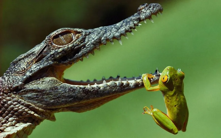 Alligator background