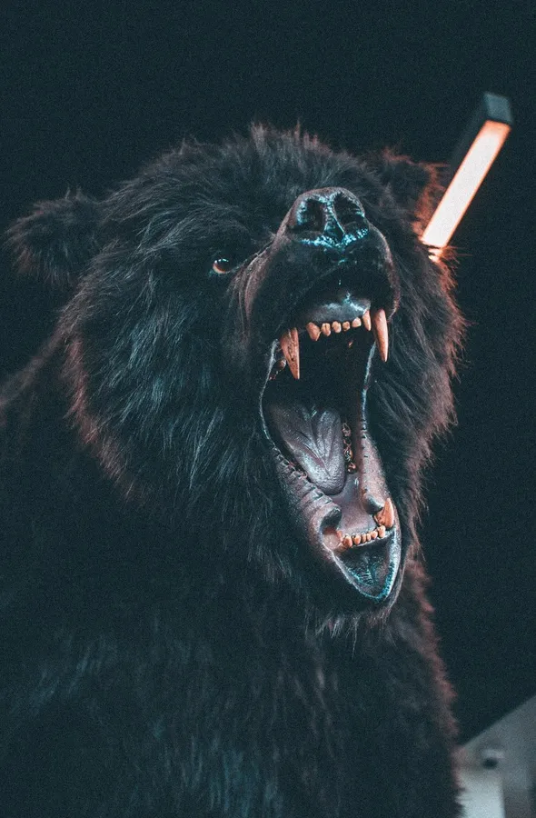 Cool Bear