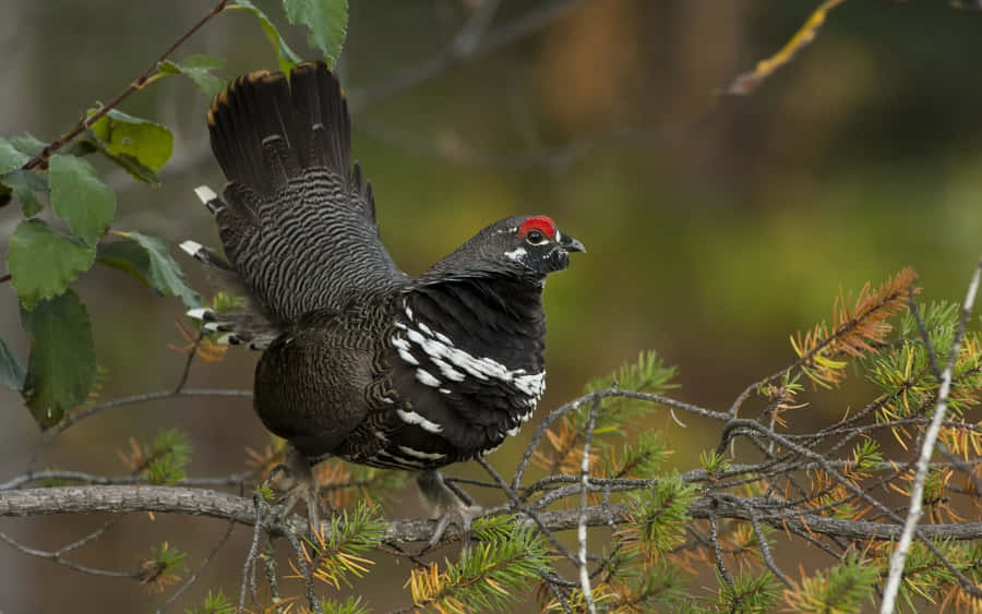Fichtenhuhn im Habitat.jpg