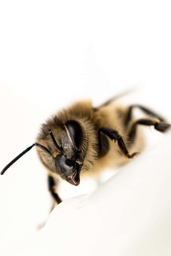 Nahaufnahme einer Roten-Tail-Hummel