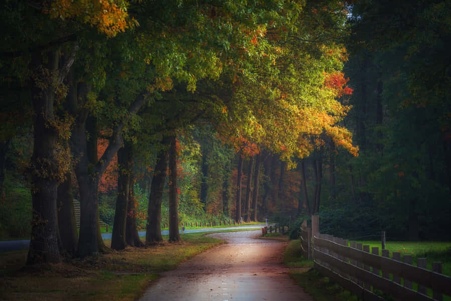Serenità Stradale Autunnale