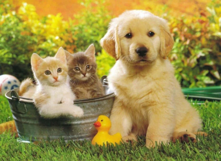 Imagemde um cão estético na natureza.