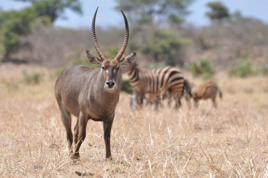Wasserbuck und Zebras in der Savanne