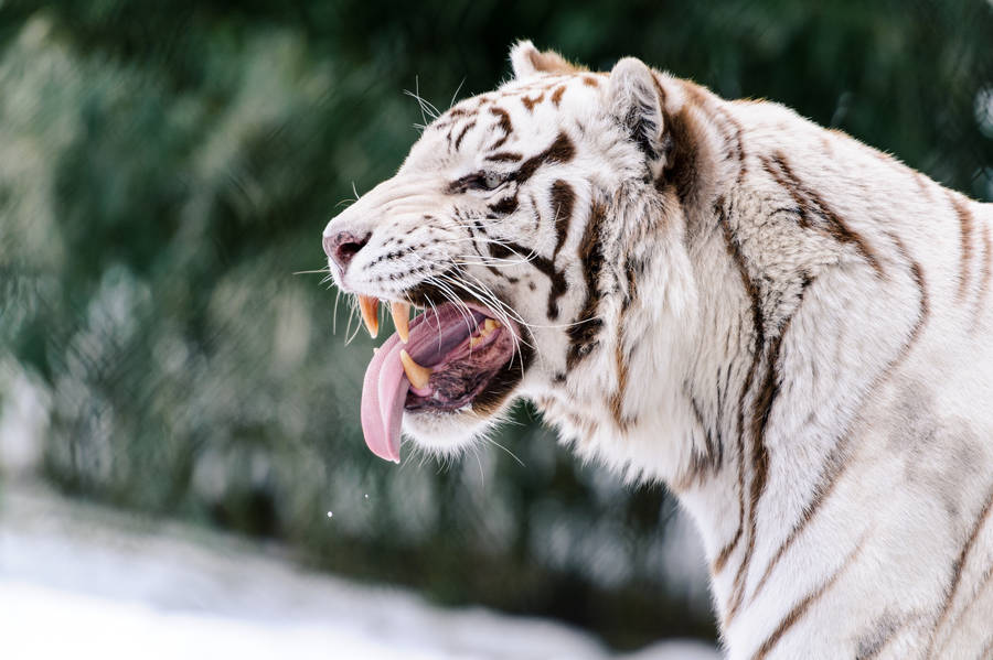 Majestic wallpaper of fierce white tiger with brown stripes grinning. 