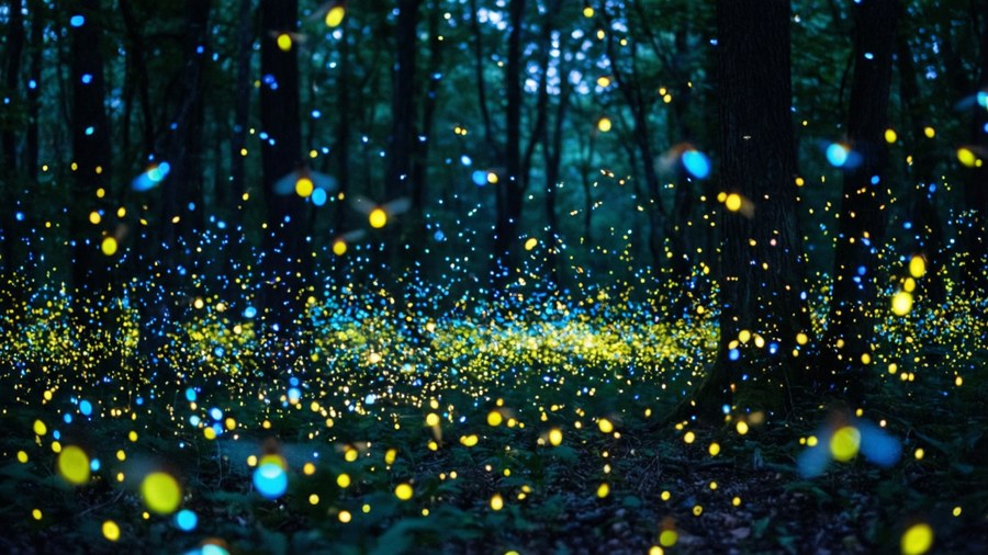 Magical fireflies in forest wallpaper with glowing lights
