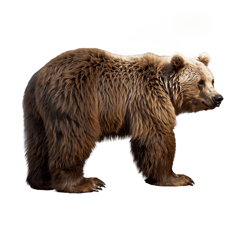 Brown Bear Fur Texture PNG 06122024