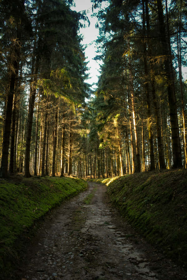 Caminho da Floresta Iluminado pelo Sol com Estética Verde.jpg