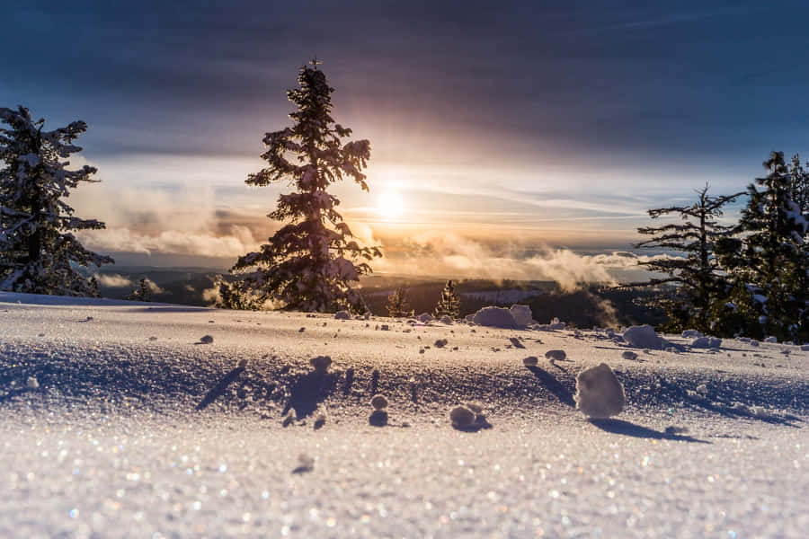 SilhouettierteBäume und Schneefläche im Hintergrund