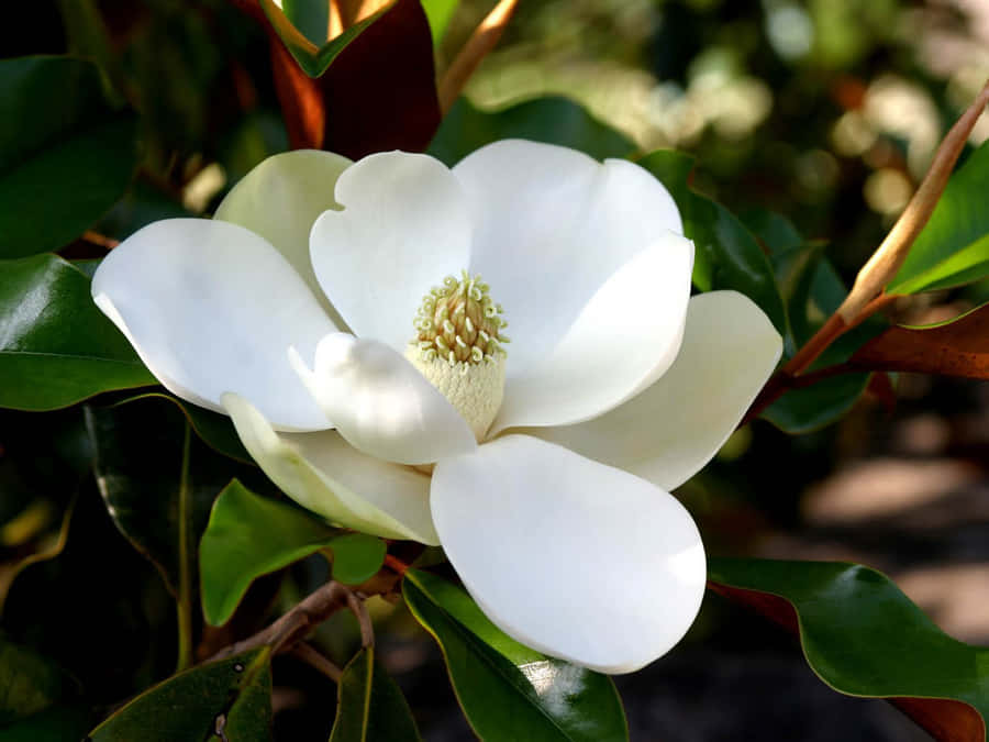 "Skønhedenaf magnoliablade på en solrig eftermiddag"
