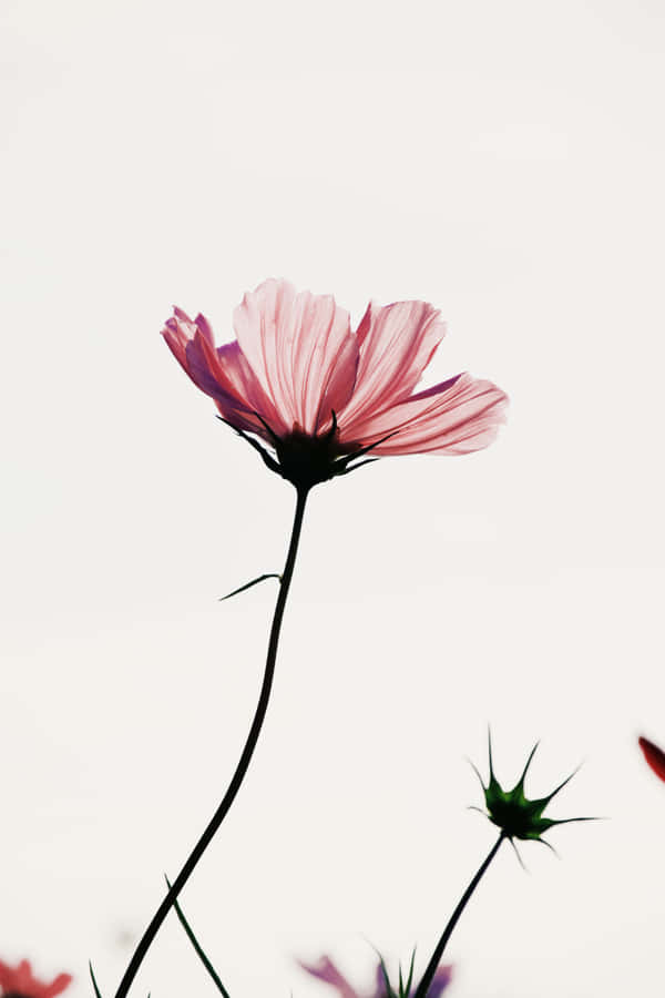 Flower Background