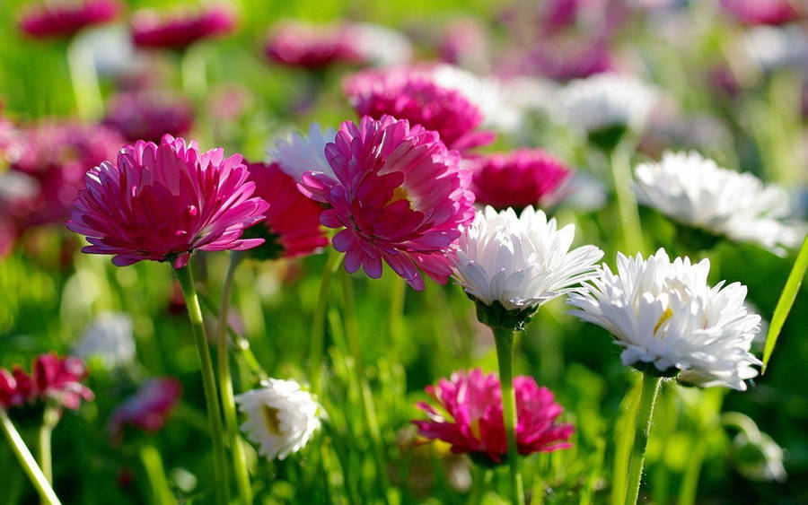 Download Flower Hd White And Pink Daisies Wallpaper 