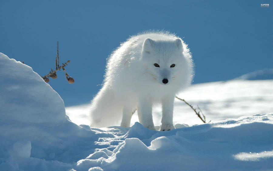 Fluffy Arctic white fox wallpaper