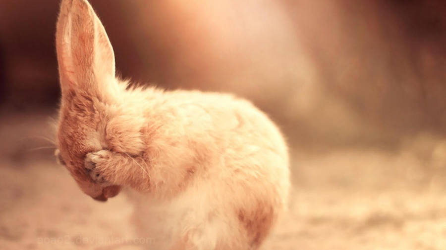 Download Fluffy Cute Peek A Boo Bunny Wallpaper | Wallpapers.com