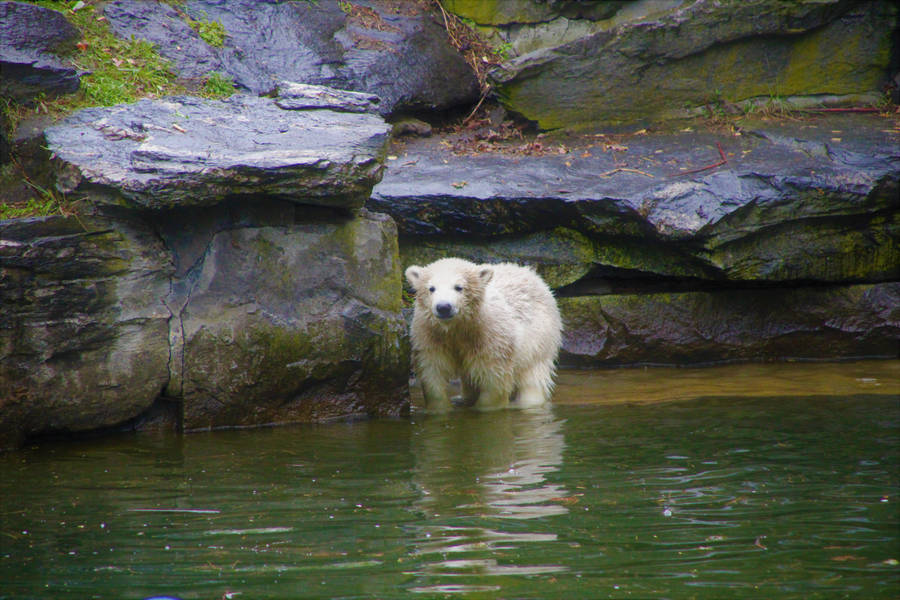 Download Fluffy Wet Polar Bear Cub Wallpaper | Wallpapers.com