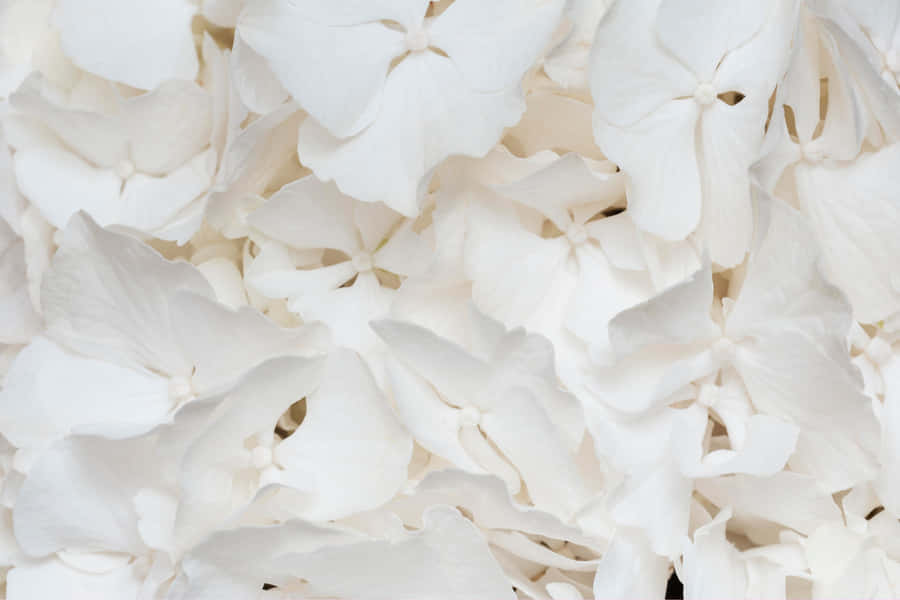 Textura de Pétalas Florais Brancas
