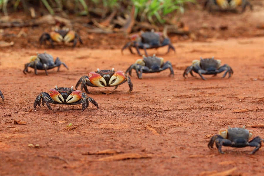 Mangrove Krabber Marcherende på Sand