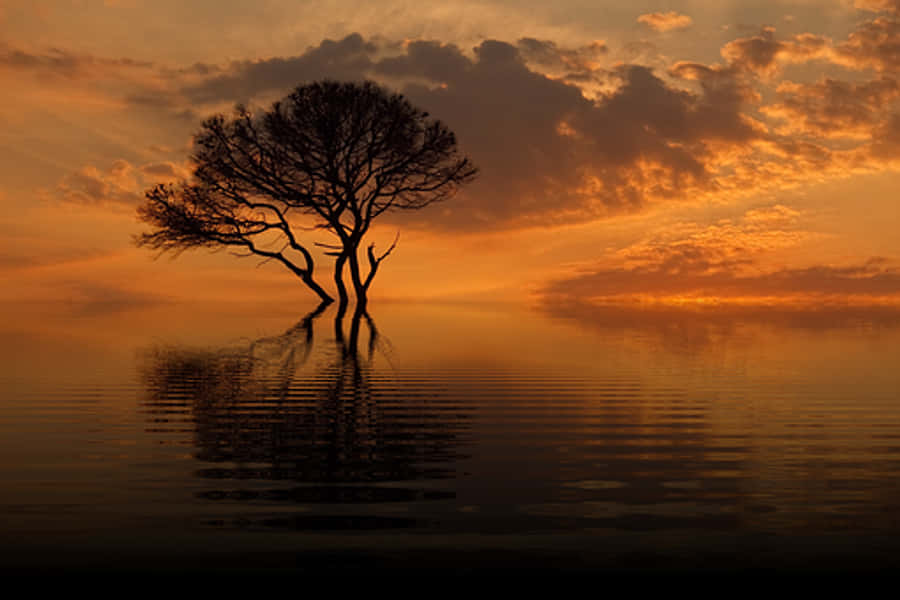 Solitary Treeat Sunset Reflection