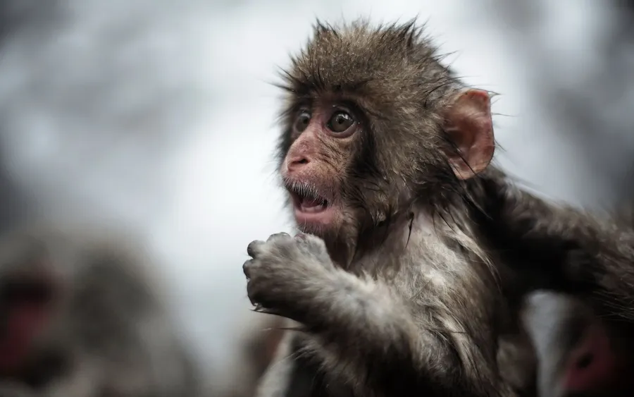 Monkey pictures