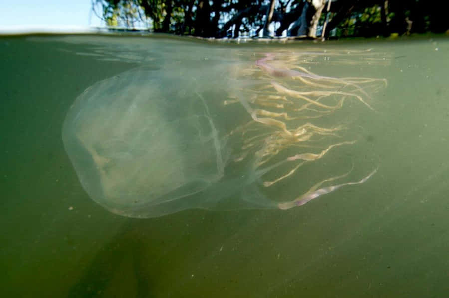 Box Manet Underwater Utsikt
